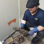 root invasion New port Richey FL