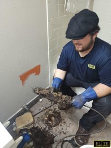 root invasion New port Richey FL